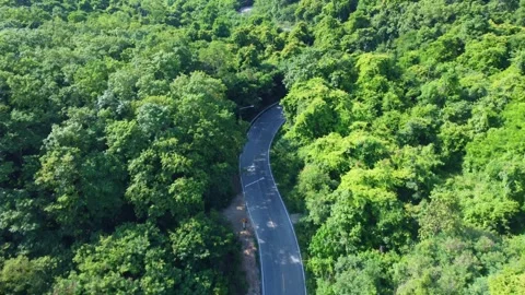 Drone footage capturing a scenic forest highway cutting through dense tropical w Vídeos de archivo 341299219