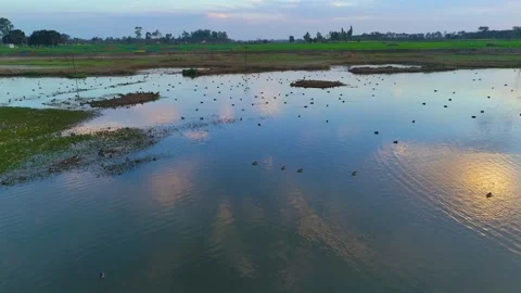 Drone footage capturing the stillness and glow of sunset in a wetland. Stock Footage 310936528