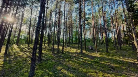 Drone footage capturing a sunlit clearing in a pine forest, with tall trees Video stock 283424383