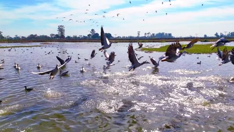 Drone footage capturing the synchronized flight of migratory birds in a wetland. Stock Footage 310936262