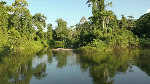Drone Footage of Capybara Resting by the River Stock Footage 313494412