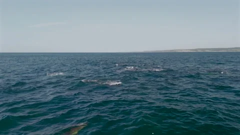 Drone Footage of Common Dolphins Leaping While Hunting During the Sardine R.. Stock Footage 341726171