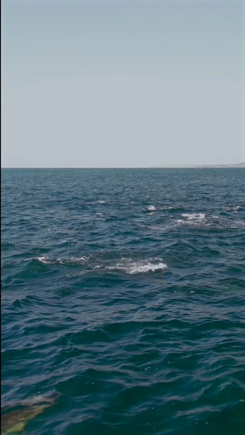 Drone Footage of Common Dolphins Leaping While Hunting During the Sardine R.. Stock Footage 341726178