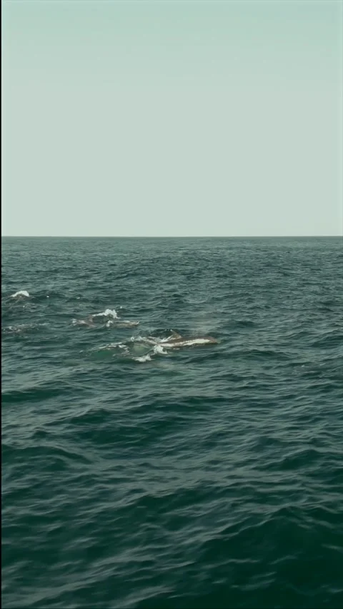Drone Footage of Common Dolphins Leaping While Hunting During the Sardine R.. Stock Footage 341730569