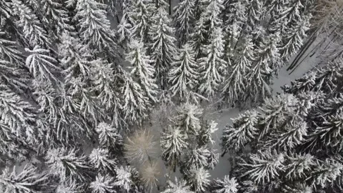 Drone footage of coniferous forests covered with snow in fog and light snowfall Stock Footage 169368545