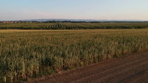 Drone footage of corn field on a summer sunset Stock Footage 78528947