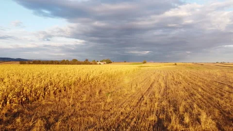 Drone footage of corn fields in south europe Stockbeeldmateriaal 151015283