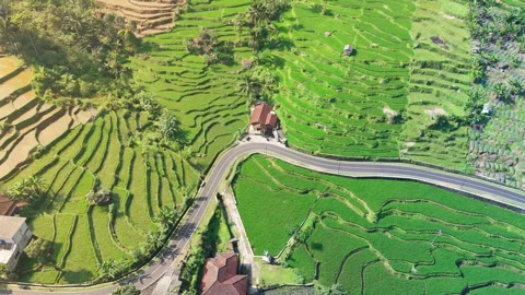Drone Footage of Countryside Road Through Rice Fields in Naringgul West Java Video stock 337475475