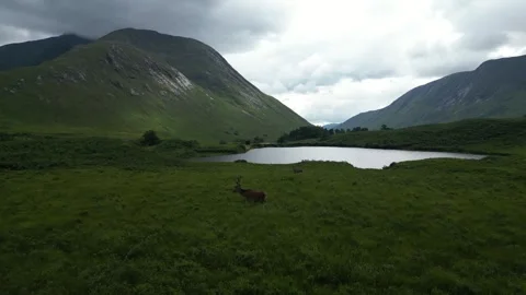 Drone footage of deer walking in Scottish Highlands landscape Scotland Stock-Footage 330847288