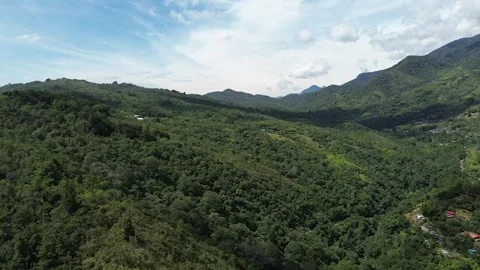 Drone Footage of Dense Mountain Forest in the Andes Stock Footage 321505641