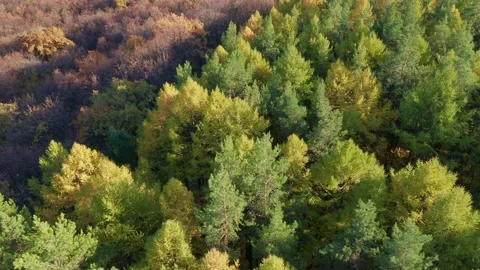 Drone footage - different types of trees in the autumn forest at dawn. Travel to Stock Footage 163195925