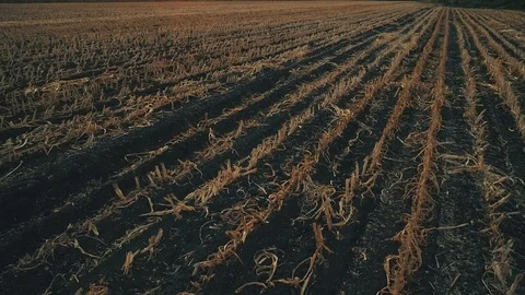 Drone footage of dry corn fields because of the drought problem in the Vídeos de archivo 124353245
