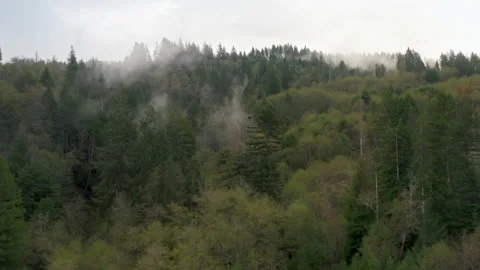 Drone footage of the endless dense forest, covered in thick white clouds Video stock 168109816