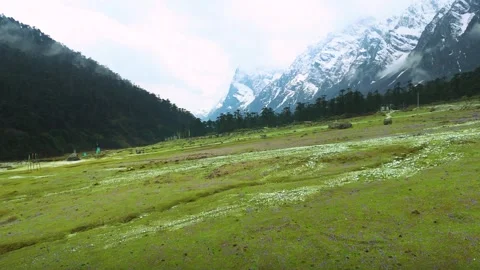 Drone footage of endless green meadows dotted with purple wildflowers in Stock Footage 311502601