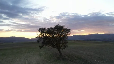 Drone footage epic tree alone in the hill sunset beautifull colors during winter Stock Footage 130133880