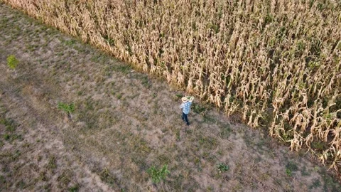 Drone footage of the farmer with the corn crate next to the corn field Stock Footage 210239318