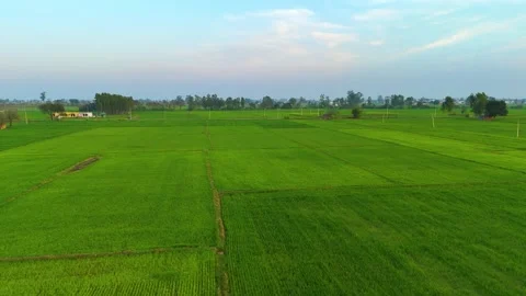 Drone footage of farming patterns revealed in golden hour shadows. Stock Footage 310937687
