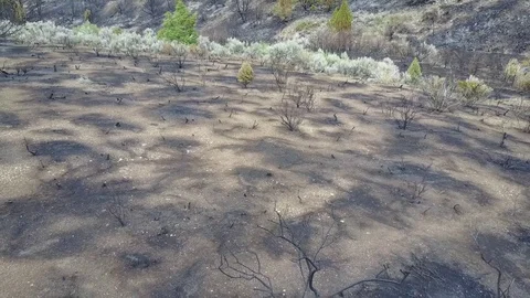 Drone footage of fire damage in the forest of Reno, Nevada Stock Footage 79652296