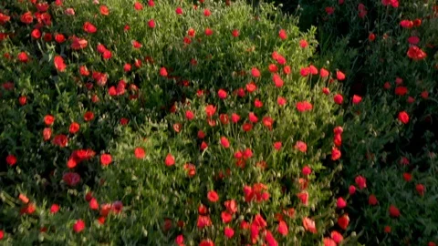 Drone Footage Of Flight Over Red Field Of Poppies Stock Footage 112322435