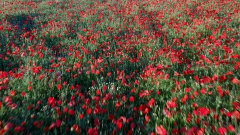 Drone Footage Of Flight Over Red Field Of Poppies Stock Footage 112330059