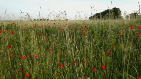 Drone Footage Of Flight Over Red Field Of Poppies Stock Footage 112332387