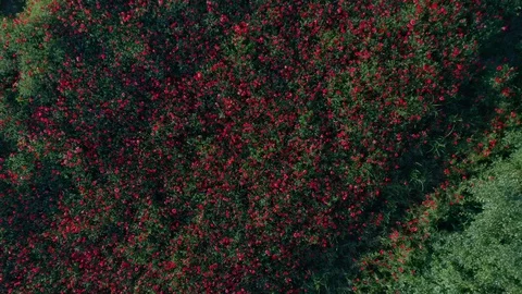 Drone Footage Of Flight Over Red Field Of Poppies Stock Footage 112333640