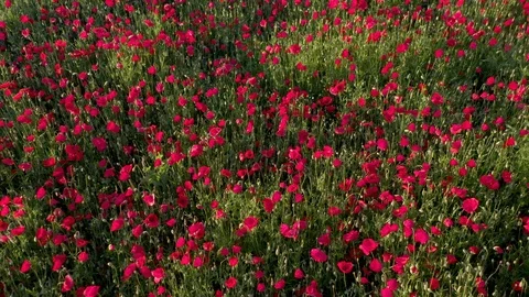 Drone Footage Of Flight Over Red Field Of Poppies Stock Footage 112333954