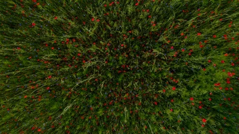 Drone Footage Of Flight Over Red Field Of Poppies Stock Footage 112336229