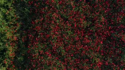 Drone Footage Of Flight Over Red Field Of Poppies 動画素材 112337768