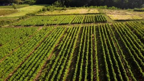Drone footage fly above vineyard during golden hour Stock Footage 164593645