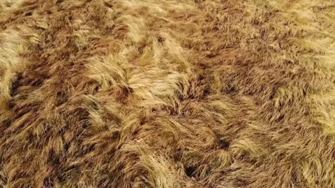 Drone footage flying forward over a dry, long, yellow grassland in Summer time.  Stock Footage 157455434