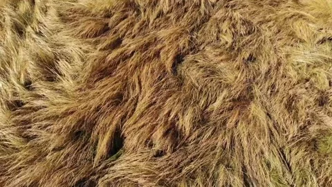 Drone footage flying forward over a dry, long, yellow grassland in Summer time.  Stock Footage 157455514