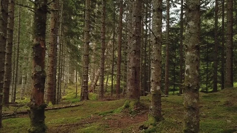 Drone footage flying inside a forest Stock Footage 102137292