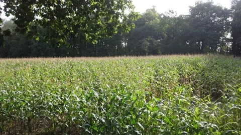 Drone footage flying into maize corn field Stock Footage 251641466
