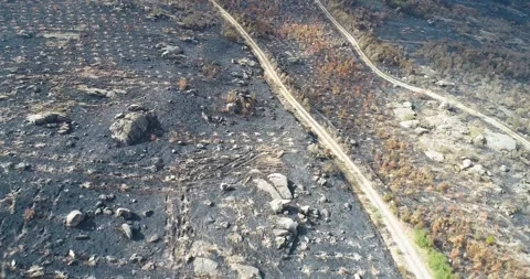 Drone footage flying over a desolate forest destroyed by fire The Concept o.. 스톡 동영상 323626527