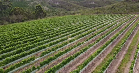 Drone footage flying over vinyards - Plettenberg Bay 스톡 동영상 237015944