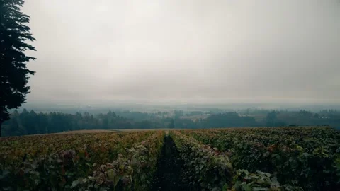 Drone Footage flying through rows in a vineyard with fog in the background Stock Footage 144358384