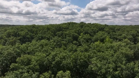Drone footage flying vertically looking at a view of green trees in the woods an Stock Footage 280930027