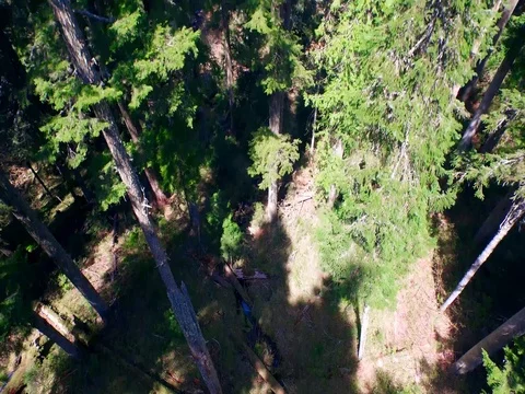 Drone footage of forest and Mt. Hood 库存影片 77700513