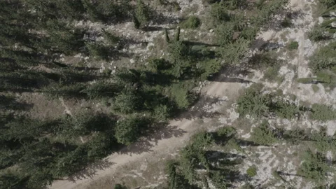Drone footage of a forest at daytime 스톡 동영상 136811263