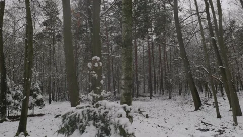 Drone footage in the forest Video stock 147231620