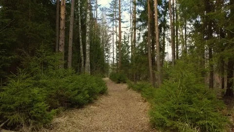 Drone Footage of a Forest Pathway Stock Footage 89182153