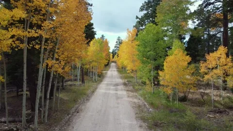 Drone Footage Of Forest Road Fall Time In The Kaibab National Forest AZ Stockbeeldmateriaal 339290590