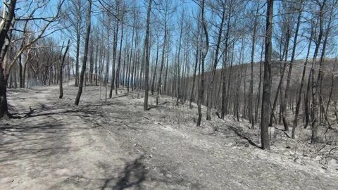 Drone footage going through trees in burnt forest Stock Footage 280552999