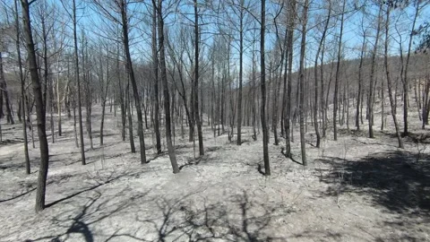 Drone footage going through trees in burnt forest 스톡 동영상 280553099