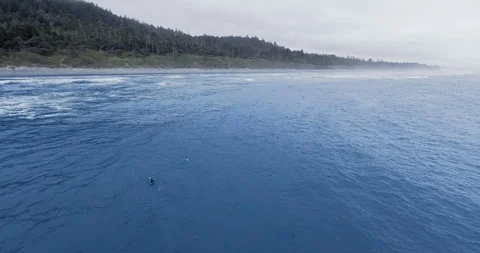 Drone footage of gray whale at Ruby Beach, Olympic National Park, Washington Video stock 123832360