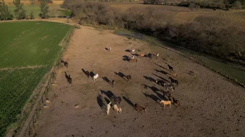 Drone footage of a horse herd casting long shadows on dusty terrain 스톡 동영상 343572212