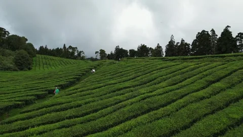 Drone footage hovering over lush tea fields, trees, and paths - Tea Plantation, Stock Footage 319855877