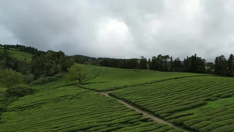 Drone footage hovering over lush tea fields, trees, and paths - Tea Plantation, Stock Footage 319855938