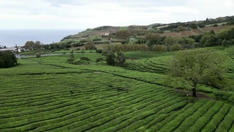 Drone footage hovering over lush tea fields, trees, and paths - Tea Plantation, Stock Footage 319855948